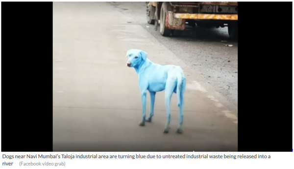 印度孟买：工业废水导致郊区的狗变成蓝色