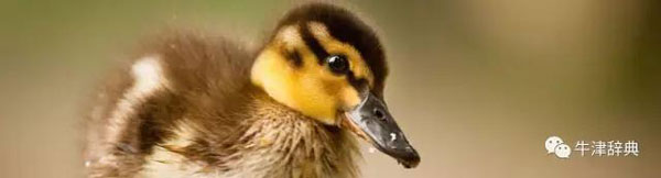 牛津辞典追踪中的新词：Milkshake Duck