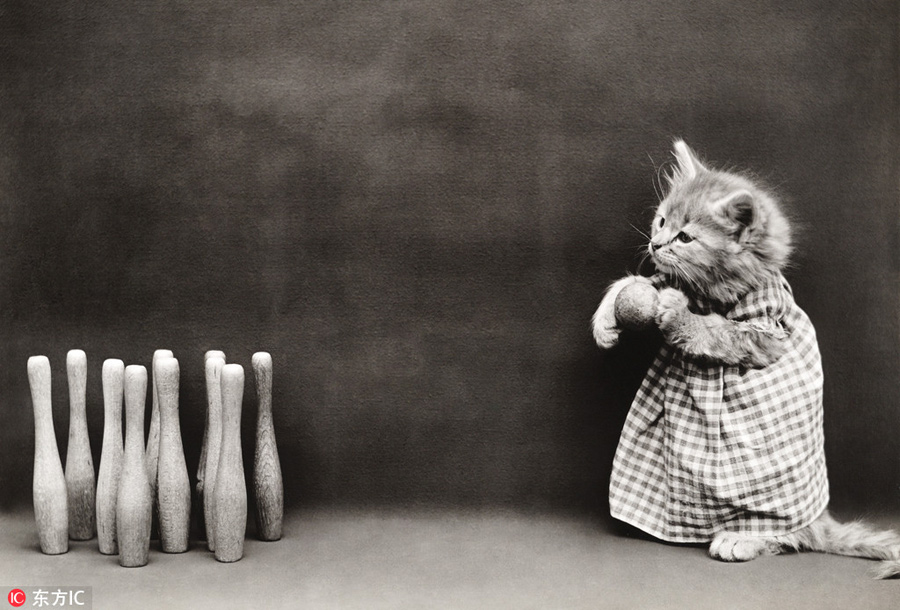 萌物过家家！一个世纪前的摄影家教你如何正确吸猫吸狗