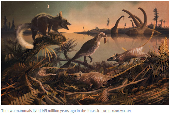 考古新发现：人类的祖先是老鼠