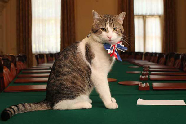 猫生艰难！英国外交部捕鼠官被“制裁”，或因工作效率变低
