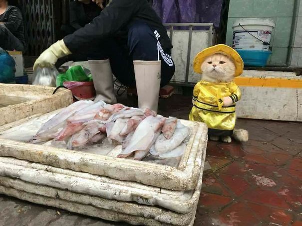 来会会越南最萌的鱼贩子（组图）