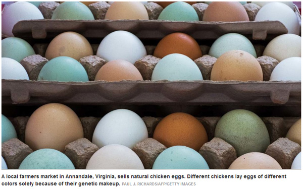 鸡蛋有红皮、白皮、绿皮，有什么区别？