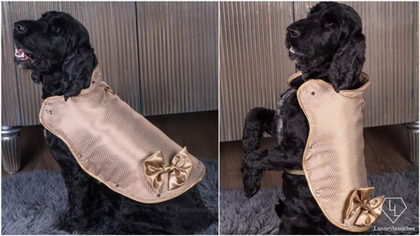 贫穷限制了我的想象力：全球最贵宠物狗外套，价值86万元