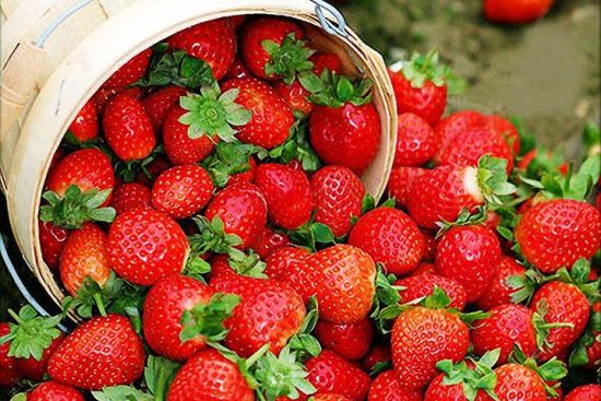 “最脏”果蔬榜发布 草莓再次高居榜首