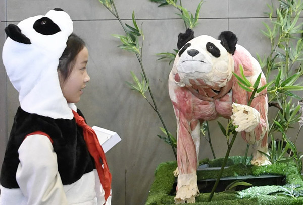 全球首只塑化大熊猫亮相成都