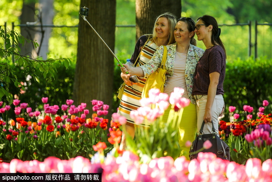 郁金香花节在俄罗斯圣彼得堡举行 五颜六色花海迎客（组图）