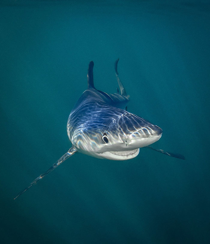 A Blue Shark Smiles For The Camera, Rhode Island By Tanya Houppermans