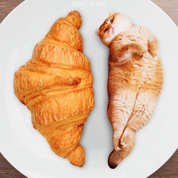 I Photoshop Cats Into Food