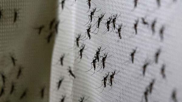 比尔•盖茨将斥资400万美元培育转基因“杀手蚊”