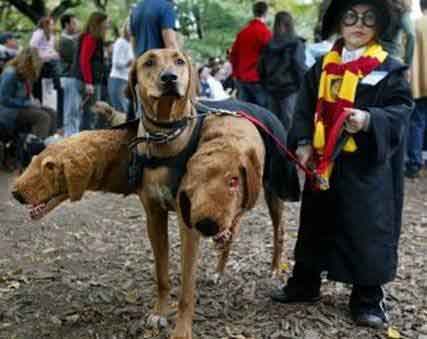 Why dogs don't like Halloween