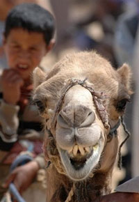 阿联酋：骆驼也选美