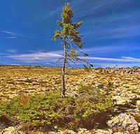 瑞典发现万年古树 创造吉尼斯世界纪录
