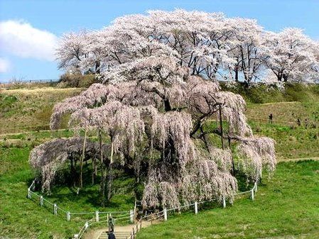 日本将送樱花树种上太空