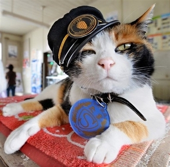 日本铁路“猫站长”走红 吸引大量乘客