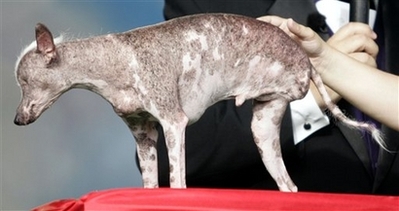 2008 World's Ugliest Dog