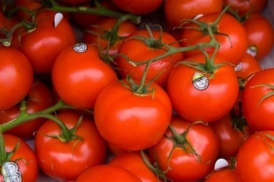 西红柿有了国际标准