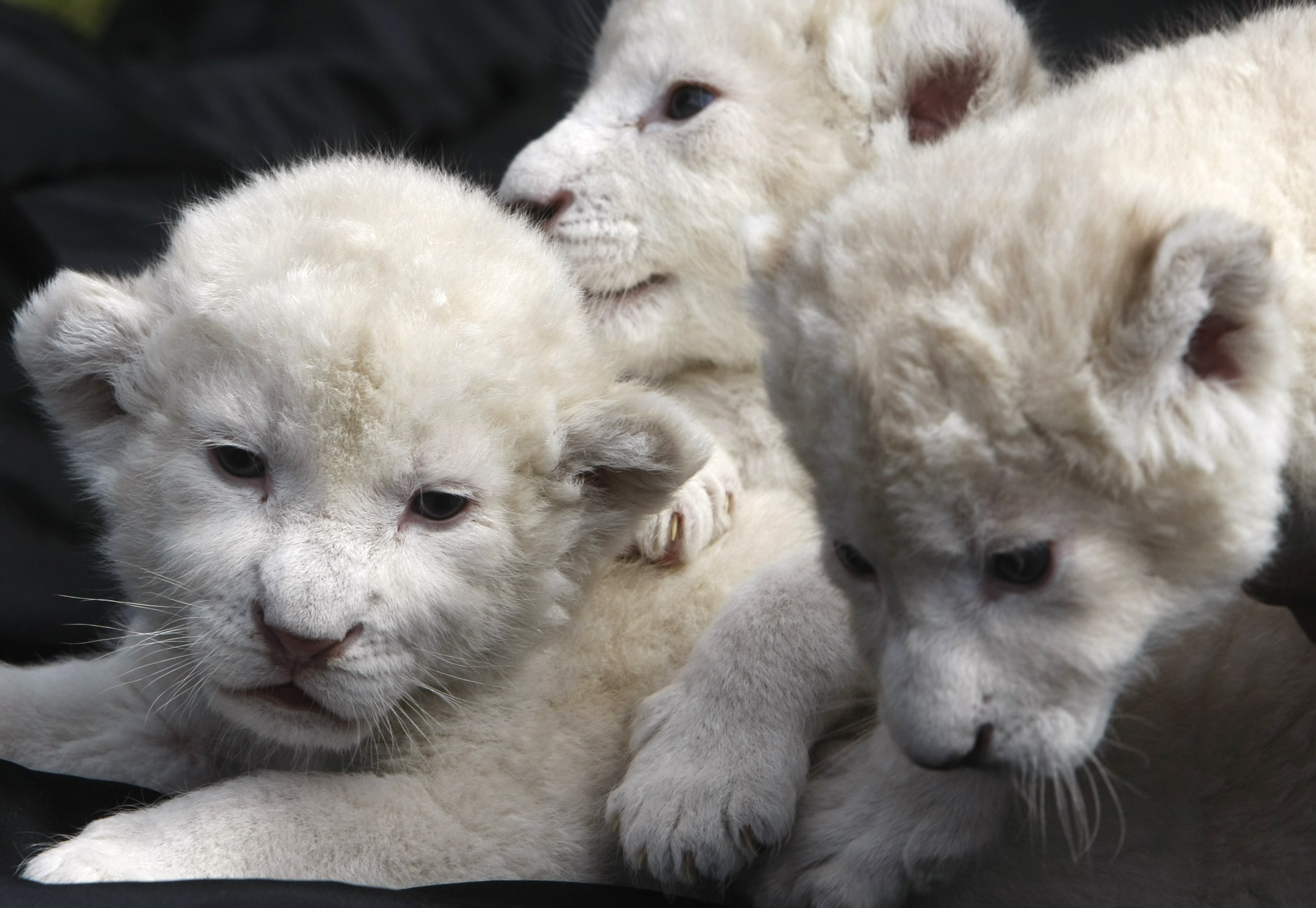 Lion cubs hand-fed in German zoo