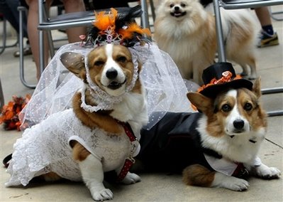 Halloween dog costume contest