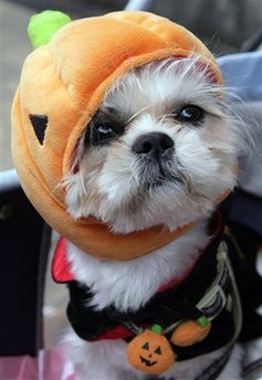 Halloween dog costume contest