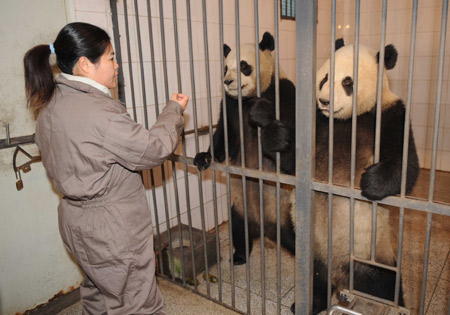 Mainland panda pair ready to leave for Taiwan