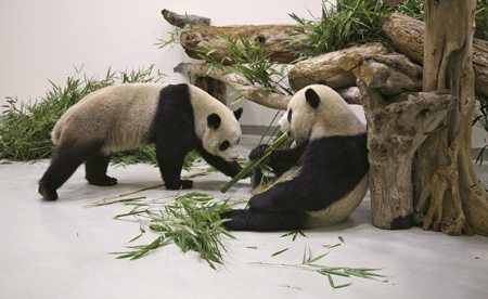 Panda pair arrive in Taiwan