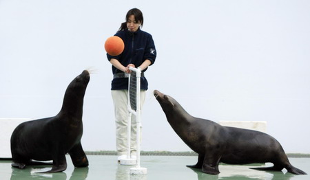 Sea lions add to New Year joy in Tokyo