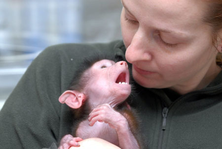 Abandoned baby baboon in Hungary