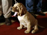 拉布拉多猎犬当选美国最受欢迎犬种