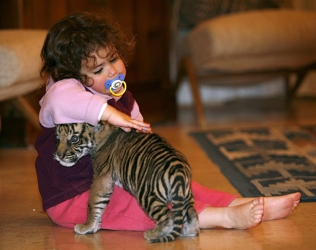 Baby girl plays with Sumatran tiger cub