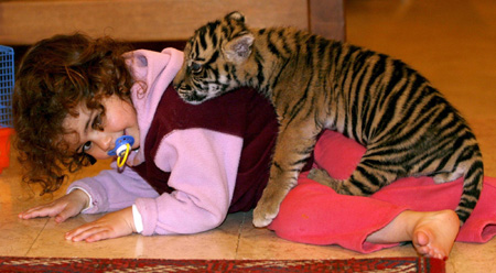Baby girl plays with Sumatran tiger cub