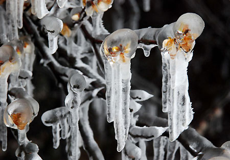 Cold front brings frost and icicles