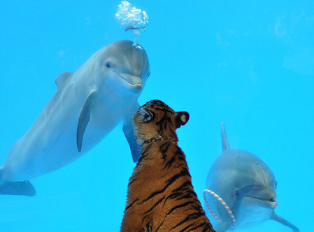 Dolphin greets tiger with bubbles