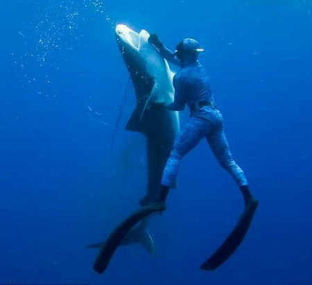 Diver grapples with 12ft tiger shark to save friend