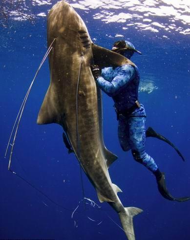 Diver grapples with 12ft tiger shark to save friend