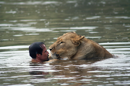 Swimming with a lion
