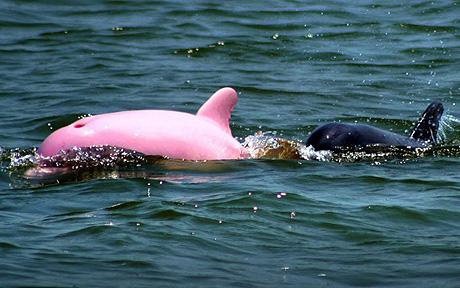 Pink dolphin surfaces in US <BR>美国惊现罕见粉色海豚