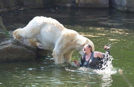 Polar bear mauls trespasser at Berlin zoo