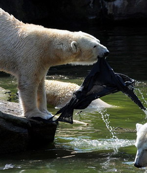 Polar bear mauls trespasser at Berlin zoo