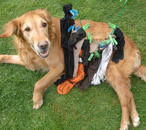 Dog eats clothes <BR>英猎狗4年吃17件衣物