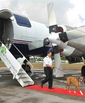 首个宠物航班将于今年7月开通