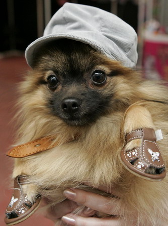 Pets Fashion Week in Moscow