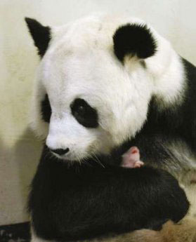 Public invited to name panda cub