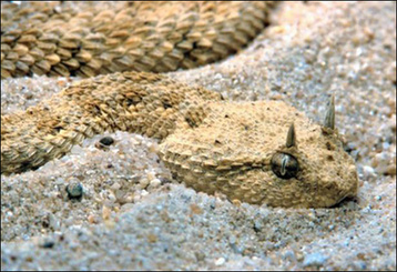 Iraq plagued by snakes <BR>伊拉克干旱引'狂蛇之灾'