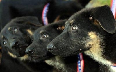 Clones of 9/11 hero dog unveiled in LA