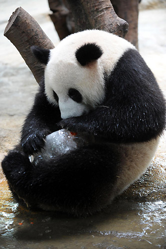 Giant pandas cool themselves with ice block