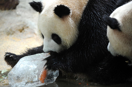Giant pandas cool themselves with ice block