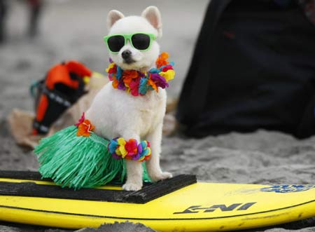Surf Dog Surf-A-Thon