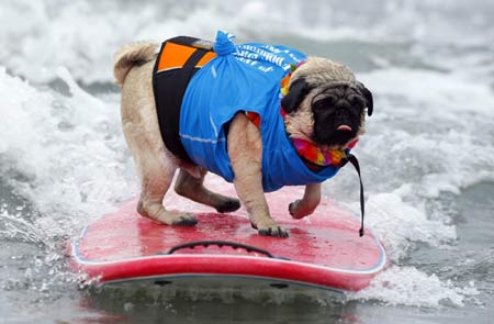 Surf Dog Surf-A-Thon