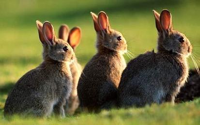 瑞典烧兔子供暖遭抗议